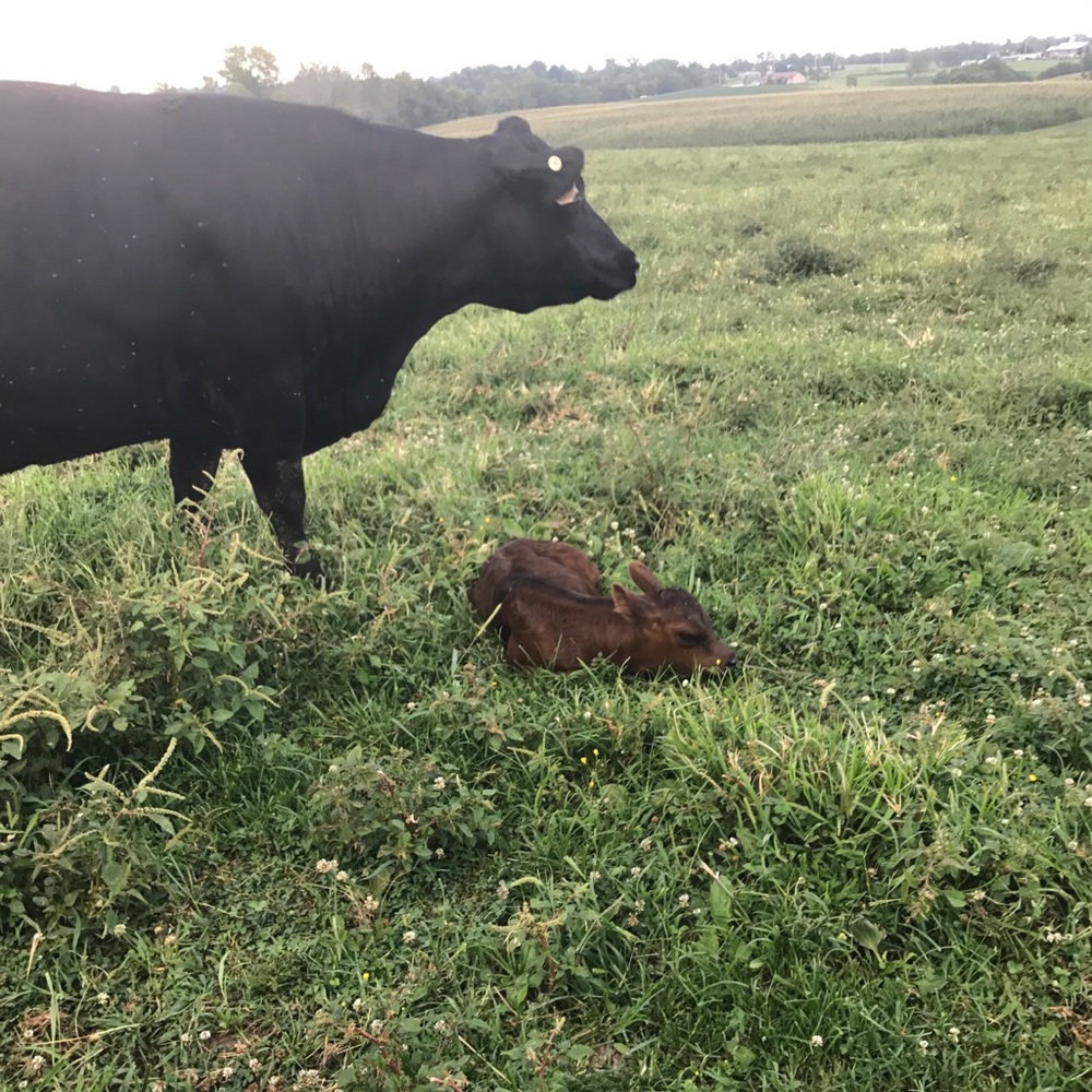 Meet your Posher, Micah